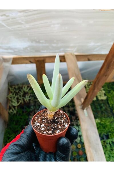 Cheiridopsis Namaquensis Sukulent Özel Tür