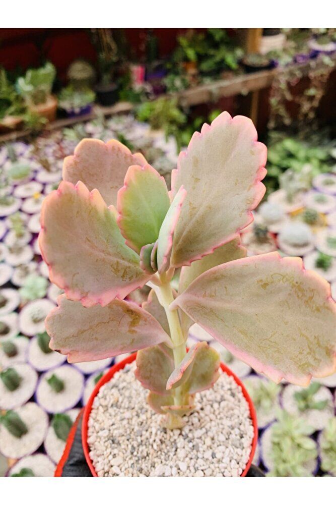 Kalanchoe Fedschenkoi Pembe Kalanchoe Koleksiyonluk Tür