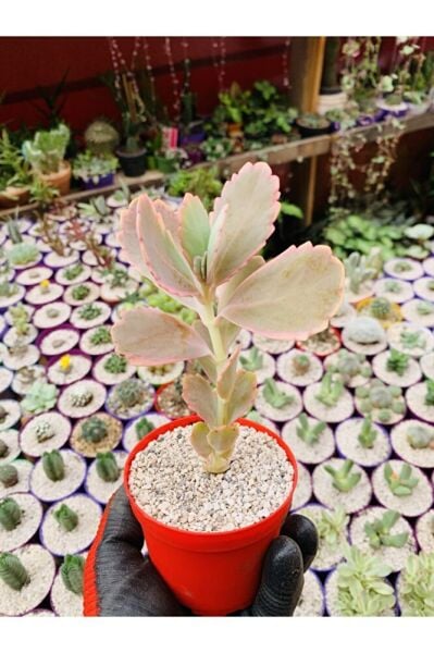 Kalanchoe Fedschenkoi Pembe Kalanchoe Koleksiyonluk Tür