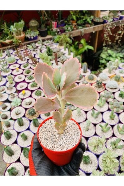 Kalanchoe Fedschenkoi Pembe Kalanchoe Koleksiyonluk Tür
