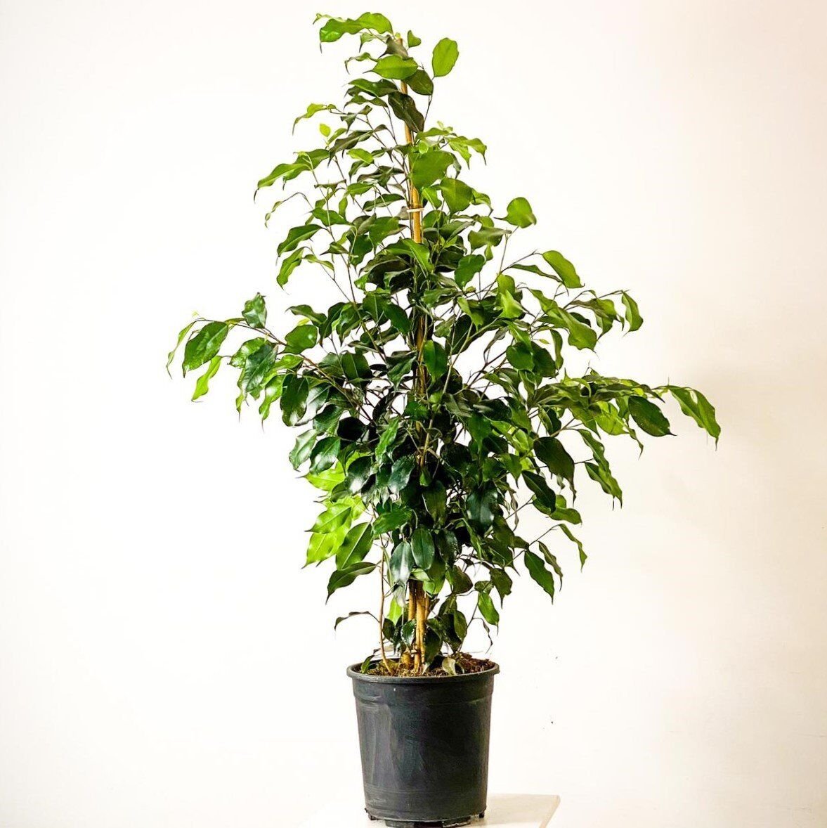 Thebestonline Yeşil Benjamin Çiçeği, 40-60 cm