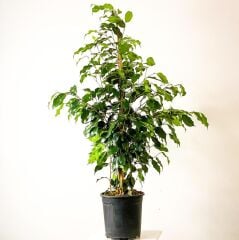 Thebestonline Yeşil Benjamin Çiçeği, 40-60 cm