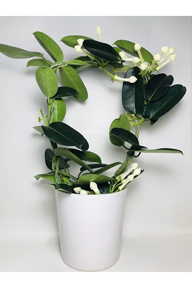 Madagaskar Yasemini Kokulu Ithal Özel Tür/ Çiçeksiz Durumdadır