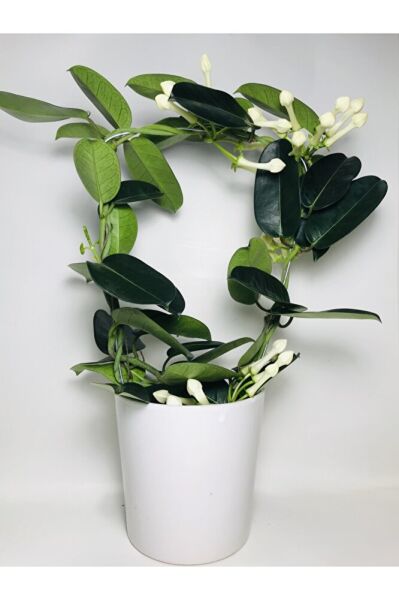 Madagaskar Yasemini Kokulu Ithal Özel Tür/ Çiçeksiz Durumdadır