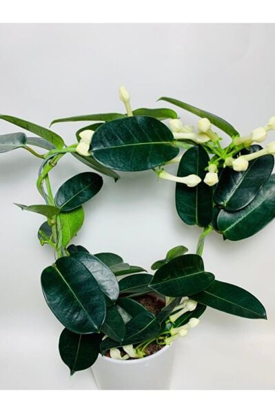 Madagaskar Yasemini Kokulu Ithal Özel Tür/ Çiçeksiz Durumdadır