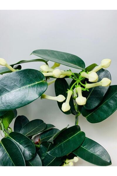 Madagaskar Yasemini Kokulu Ithal Özel Tür/ Çiçeksiz Durumdadır