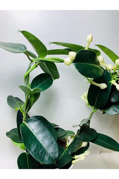 Madagaskar Yasemini Kokulu Ithal Özel Tür/ Çiçeksiz Durumdadır