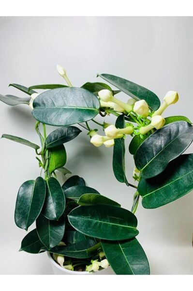 Madagaskar Yasemini Kokulu Ithal Özel Tür/ Çiçeksiz Durumdadır