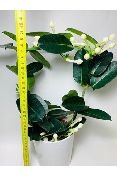 Madagaskar Yasemini Kokulu Ithal Özel Tür/ Çiçeksiz Durumdadır