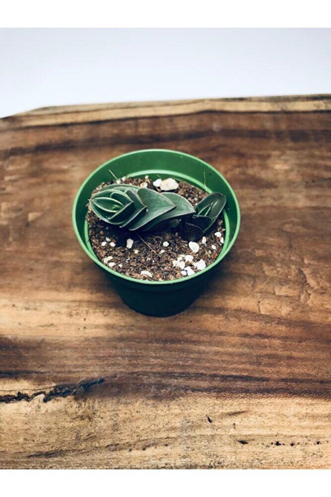 Calisia Navicularis Koleksiyonluk Sukulent ( 5. 5lik Saksı )özel Tür