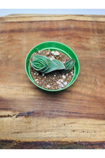 Calisia Navicularis Koleksiyonluk Sukulent ( 5. 5lik Saksı )özel Tür