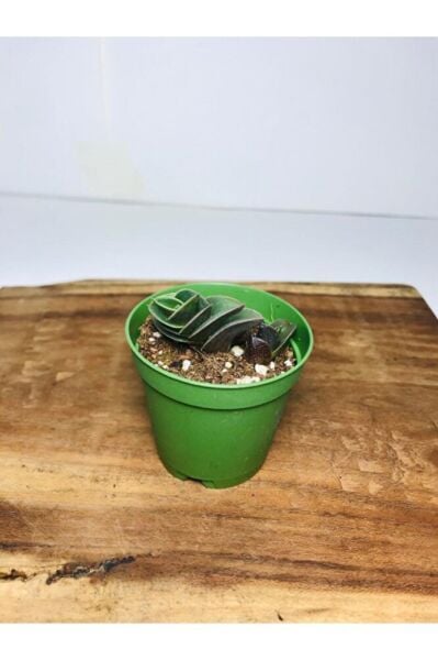 Calisia Navicularis Koleksiyonluk Sukulent ( 5. 5lik Saksı )özel Tür