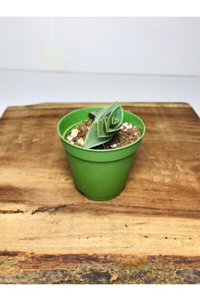 Calisia Navicularis Koleksiyonluk Sukulent ( 5. 5lik Saksı )özel Tür