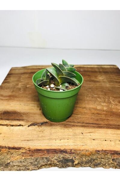 Calisia Navicularis Koleksiyonluk Sukulent ( 5. 5lik Saksı )özel Tür