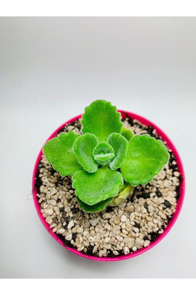 Küba Kekiği Özel Tür 9cmlik Saksı