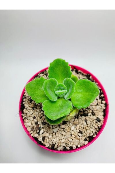 Küba Kekiği Özel Tür 9cmlik Saksı