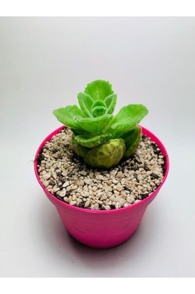 Küba Kekiği Özel Tür 9cmlik Saksı