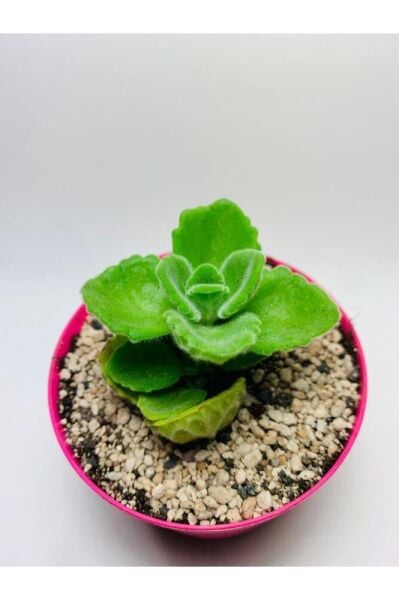 Küba Kekiği Özel Tür 9cmlik Saksı