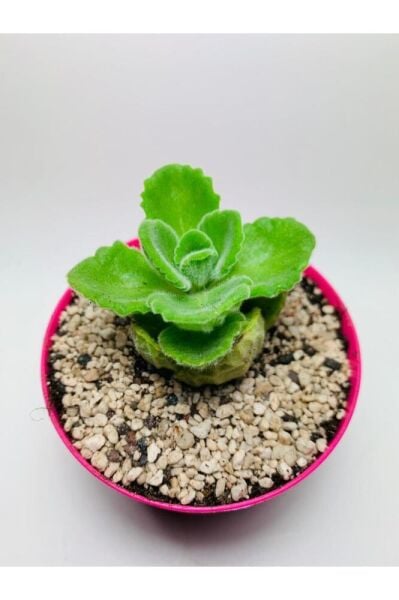 Küba Kekiği Özel Tür 9cmlik Saksı