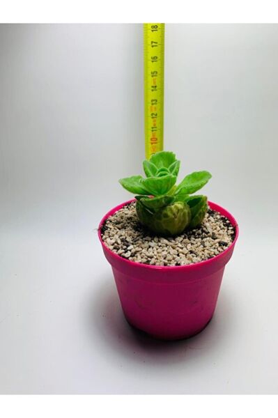 Küba Kekiği Özel Tür 9cmlik Saksı