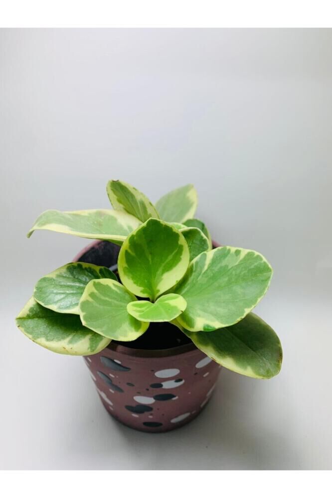 Peperomia Obtusifolia Alacalı Peperomia Ithal Özel Tür