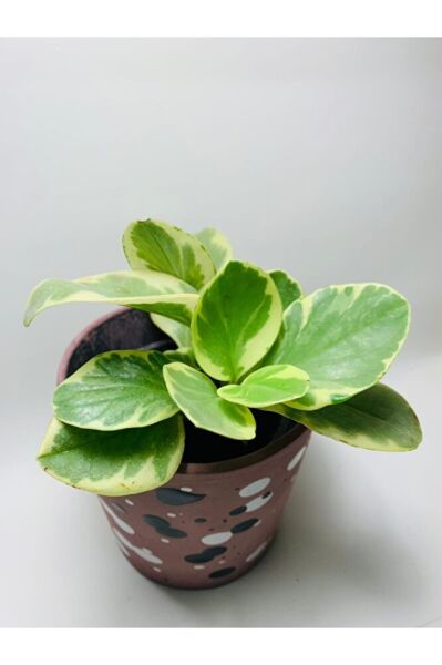 Peperomia Obtusifolia Alacalı Peperomia Ithal Özel Tür
