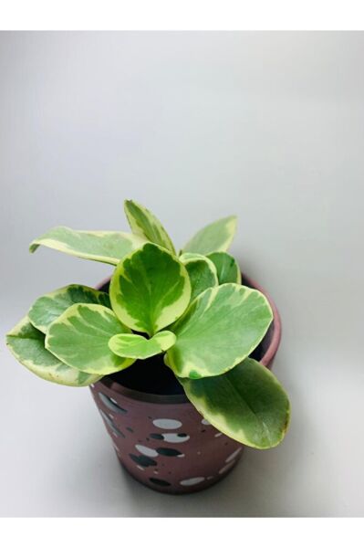 Peperomia Obtusifolia Alacalı Peperomia Ithal Özel Tür