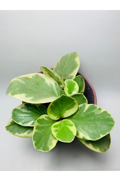 Peperomia Obtusifolia Alacalı Peperomia Ithal Özel Tür