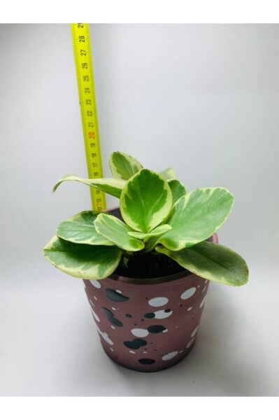 Peperomia Obtusifolia Alacalı Peperomia Ithal Özel Tür