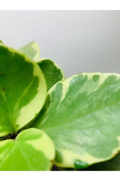 Peperomia Obtusifolia Alacalı Peperomia Ithal Özel Tür