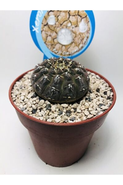 Gymnocalcycium Stellatum Özel Tür Kaktüs