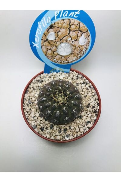 Gymnocalcycium Stellatum Özel Tür Kaktüs