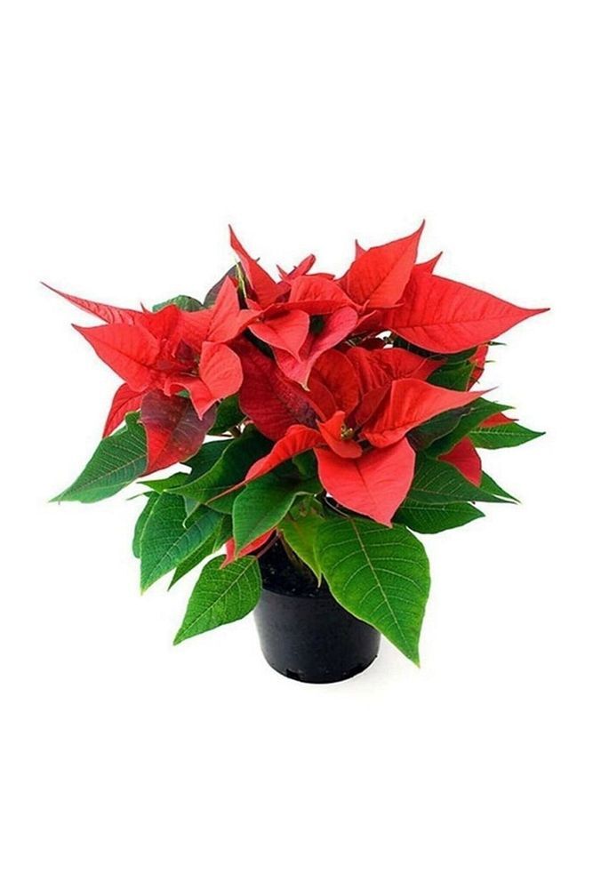 Ponsetya Atatürk Çiçeği Kırmızı Yapraklı Bitki Çiçek Poinsettia