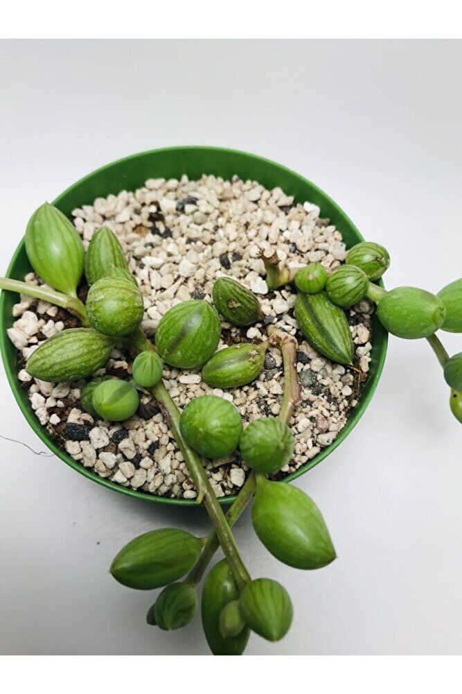 Curio Herranus Sukulent Özel Tür