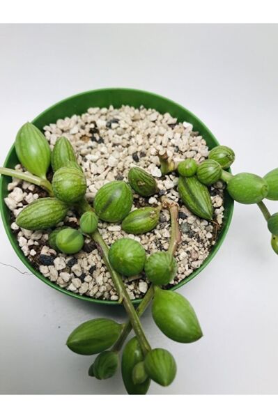 Curio Herranus Sukulent Özel Tür