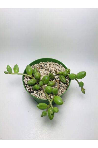 Curio Herranus Sukulent Özel Tür