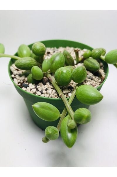 Curio Herranus Sukulent Özel Tür