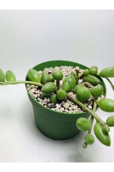 Curio Herranus Sukulent Özel Tür