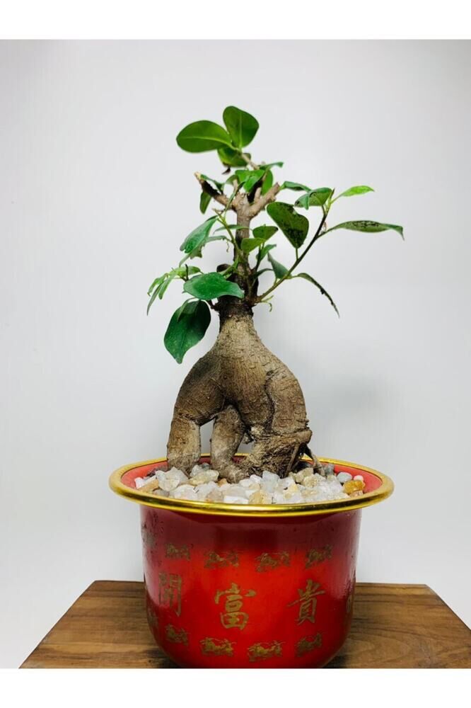 Ficus Ginseng Bonsai