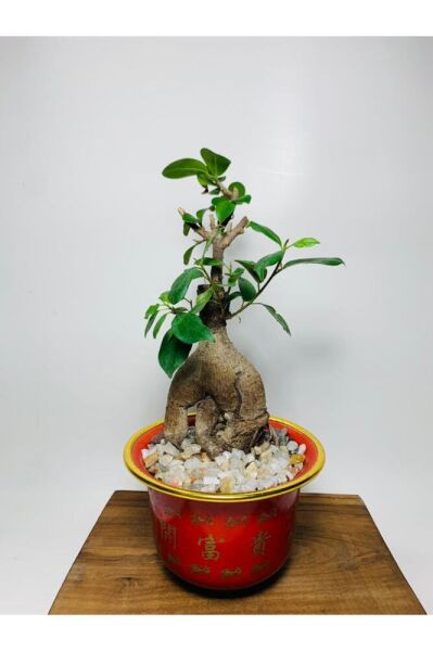Ficus Ginseng Bonsai