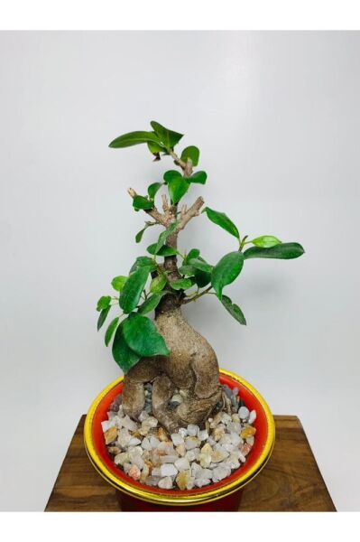 Ficus Ginseng Bonsai