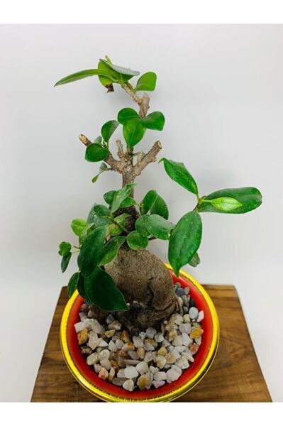 Ficus Ginseng Bonsai