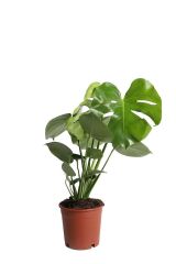 Thebestonline  Deve Tabanı - Monstera Deliciosa - 50 Cm Boyunda