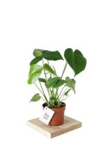 Thebestonline  Deve Tabanı - Monstera Deliciosa - 50 Cm Boyunda