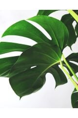 Thebestonline  Deve Tabanı - Monstera Deliciosa - 50 Cm Boyunda
