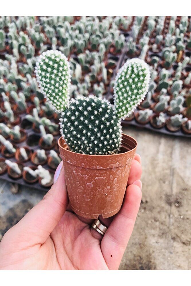 Opuntia Microdaisys Albata Beyaz Tavşan Kulağı Kaktüs