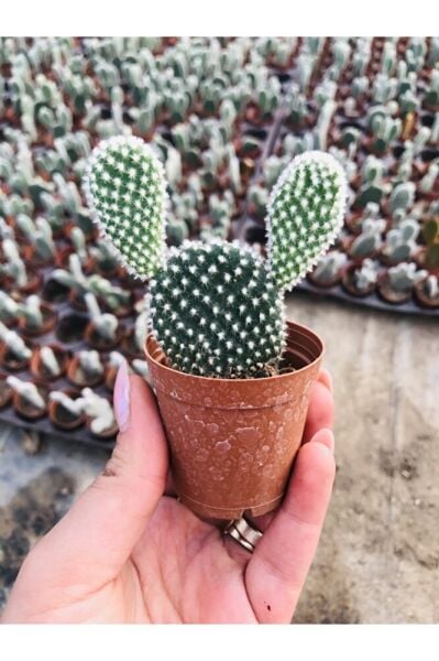Opuntia Microdaisys Albata Beyaz Tavşan Kulağı Kaktüs