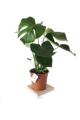 Thebestonline  Monstera Deliciosa Deve Tabanı 40-50 cm