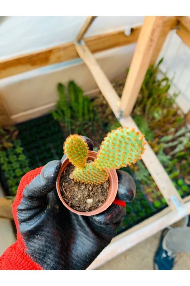Opuntia Microdaisys Kaktüs Tavşan Kaktüs