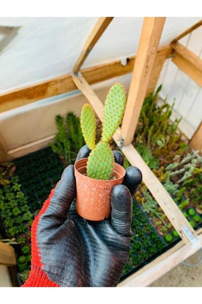 Opuntia Microdaisys Kaktüs Tavşan Kaktüs